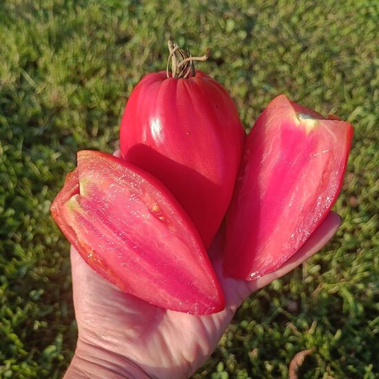 KYZYL TAU (sel.Vitālijs Alifirovs; 10 tomātu sēklas)